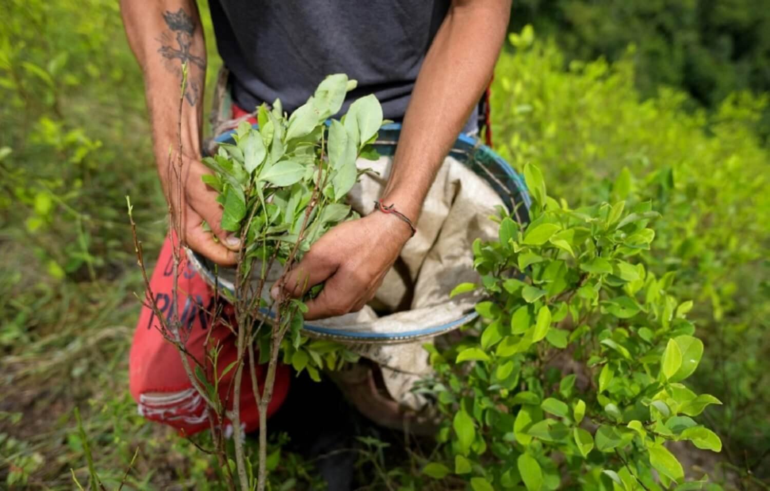 Colombia establece un nuevo récord en cultivo de coca, según un informe de la ONU